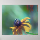 Search for bug eyes posters Nature