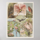 Search for vintage flamingo posters Retro