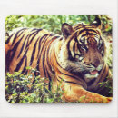 Search for sumatran mousepads Photography