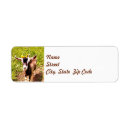 Search for goats return address labels Baby goat