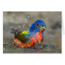 Search for passerines Colourful