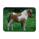 Search for miniature horse magnets Pony