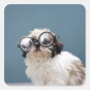 Search for wearing glasses stickers Dogs