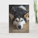 Search for husky cards Thinking of you