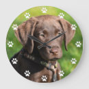 Search for labrador retriever clocks Puppies
