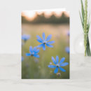 Search for blue wildflower cards Pretty