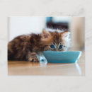Search for persian photography Domestic cat