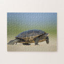 Search for turtle puzzles Reptile
