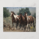 Search for mustang wild horses postcards Equestrian