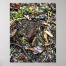 Search for salamander posters Amphibian