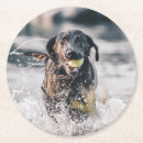 Search for play ball coasters Pet