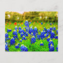 Search for texas bluebonnet postcards Blue flowers