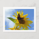 Search for admire postcards Butterfly