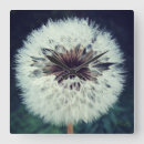 Search for dandelion clocks Seeds