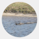 Search for florida gator stickers Reptile