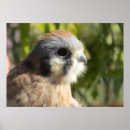 Search for falconry art Raptor