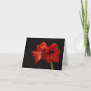 Search for amaryllis cards Bloom