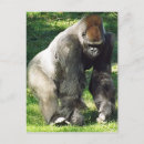 Search for silverback gorilla postcards Zoo