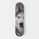 Search for huskies skateboards Winter