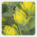 Search for landing stickers Yellow