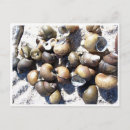 Search for fresh water postcards Photography