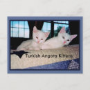 Search for angora Cute