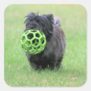 Search for cairn stickers Pet