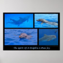 Search for mammels Dolphin