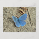 Search for pretty blue butterflies postcards Butterfly