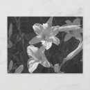 Search for white lilly postcards Black