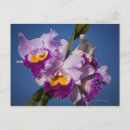 Search for cattleya orchid postcards Nature