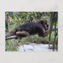 Search for digital animals postcards Photography