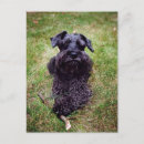 Search for miniature schnauzer postcards Pet