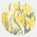 Search for narcissus stickers Garden