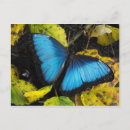 Search for morpho postcards Nature