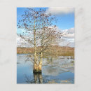 Search for two trees postcards Sky