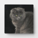 Search for funny cat plaques Kitty