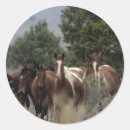 Search for wild mustang stickers Bob langrish