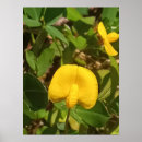 Search for perennials Plant