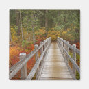 Search for conifer magnets Forest