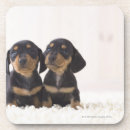 Search for sitting coasters Nature