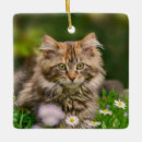 Search for tabby maine coon cat christmas tree decorations Kitty