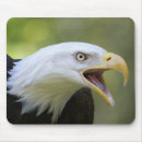 Search for bald eagle mousepads Nature