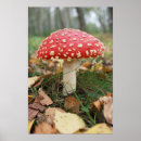 Search for toadstool posters Muscaria