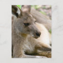 Search for downunder postcards Kangaroo