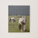 Search for clydesdale horse Nature