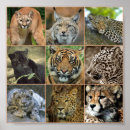 Search for wildcats posters Leopard
