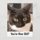 Search for black and white cat birthday cards Pet