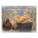 Search for game fowl posters Chickens