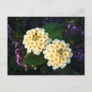 Search for lantana postcards Floral